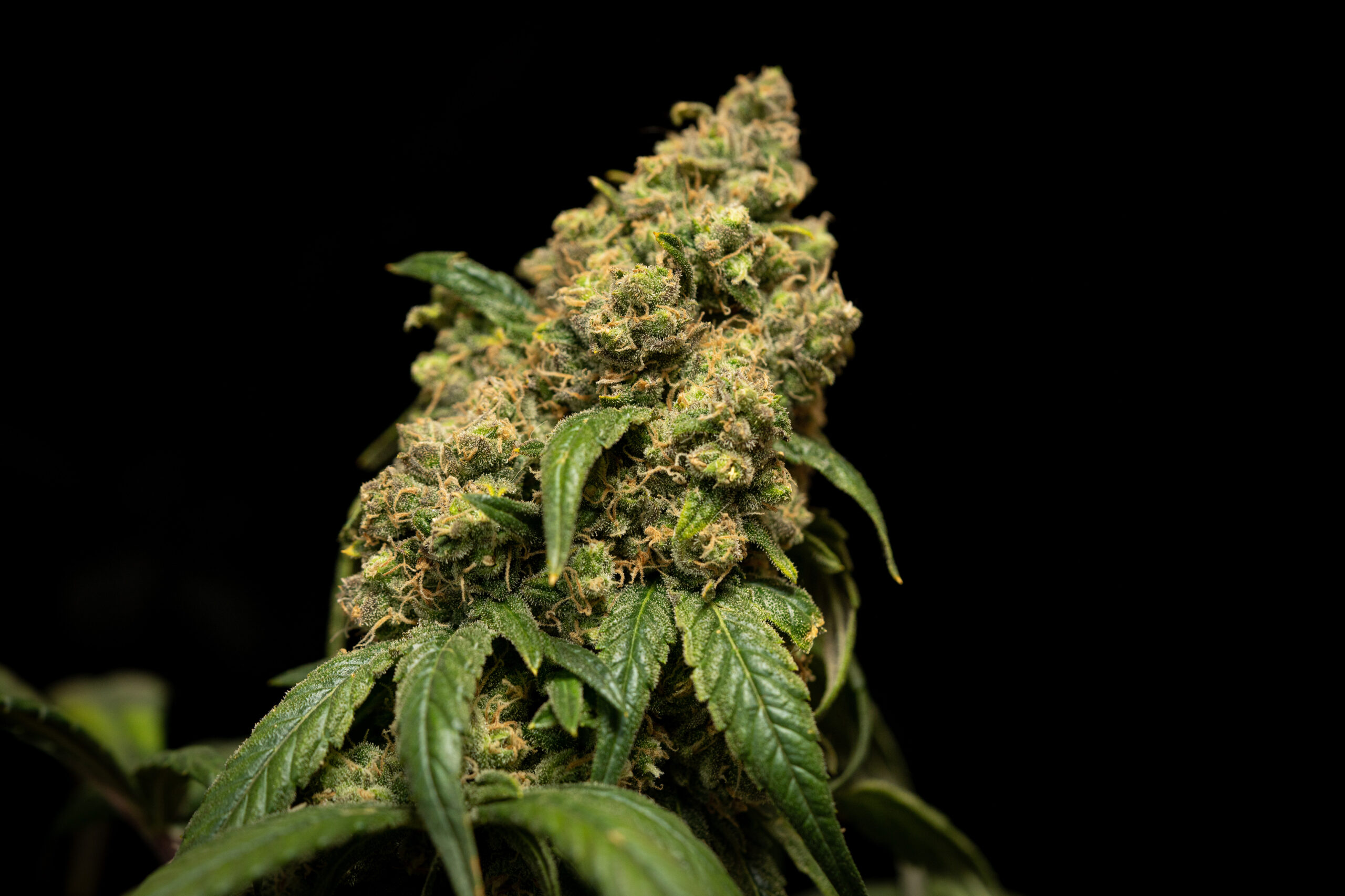 indica-cannabis-strains