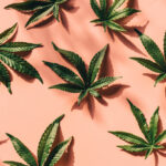 Sativa_Cannabis_Strains-NYC