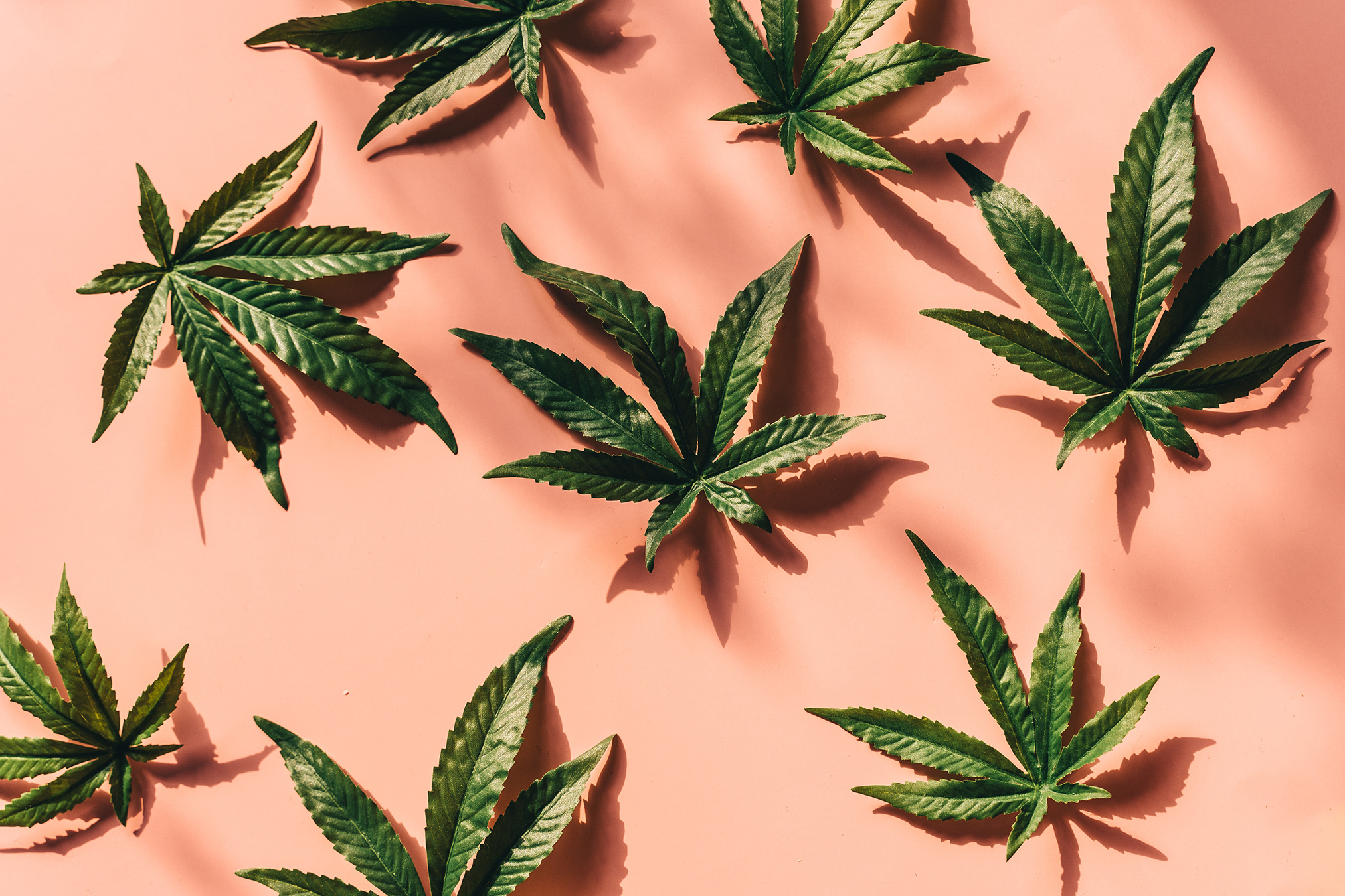 Sativa_Cannabis_Strains-NYC
