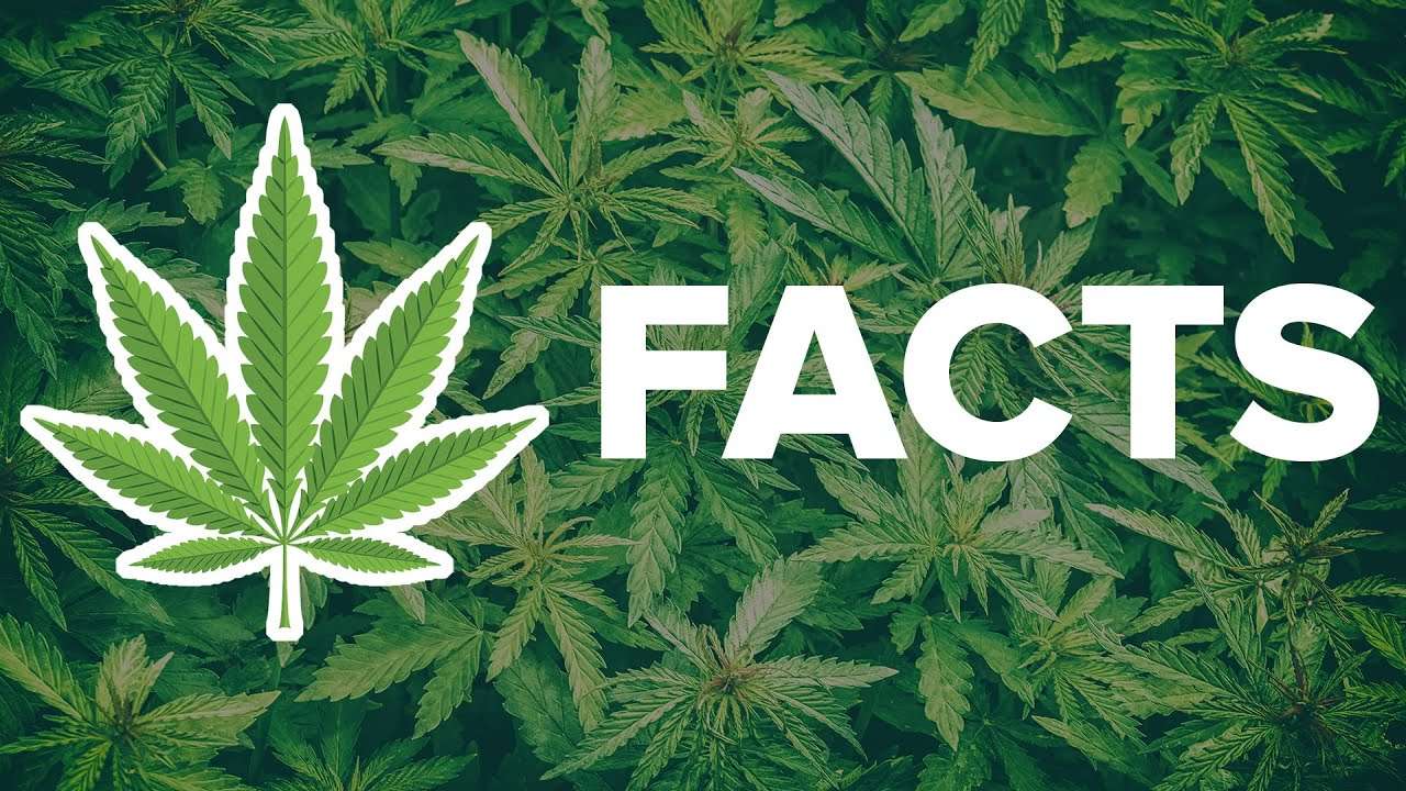 cannabis facts