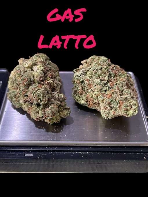 GASLATO  28g OUNCE On SALE HYBRID 🔥🔥