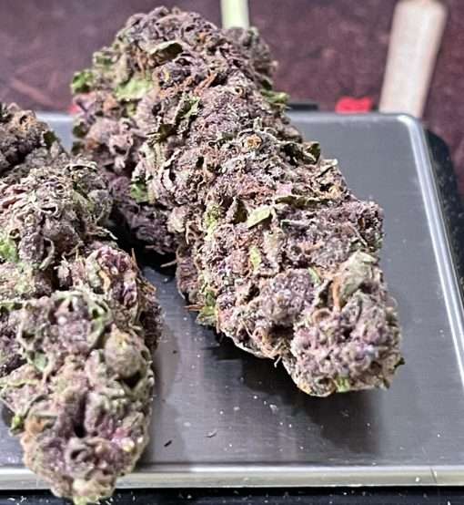 PURPLE HAZE 28gSATIVA ON SALE 🔥🔥26%