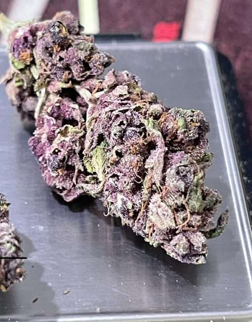 PURPLE HAZE 28gSATIVA ON SALE 🔥🔥