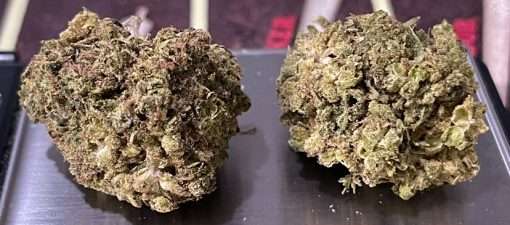 CANDY JACK 28g OZ ON SALE SATIVA