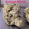 ANIMAL MINTS 28g OZ HYBRID ON SALE🔥🔥