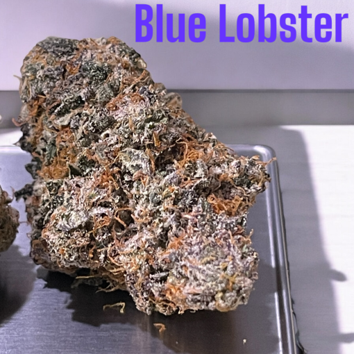 BLUE LOBSTER 3.5g ON SALE HYBRID AWARD WINNING BATCH LIMITED 🔥🔥🔥35%THC