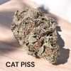 CAT PISS 3.5g INDOOR SATIVA 27%THC