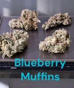 BLUEBERRY MUFFINS 28g INDICA 27%THC INDOOR (Smaller NUGS) 🔥🔥🔥