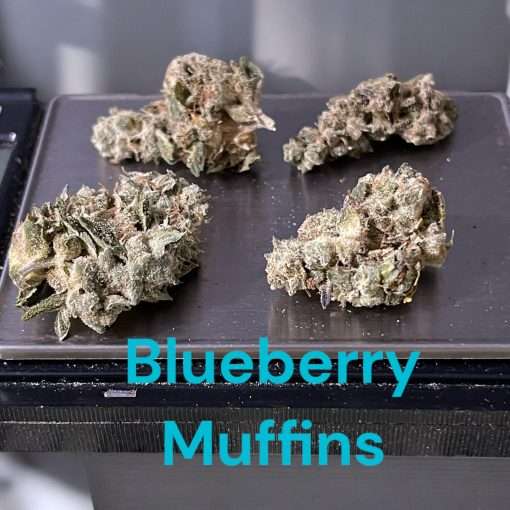 BLUEBERRY MUFFINS 28g INDICA 27%THC INDOOR (Smaller NUGS) 🔥🔥🔥