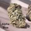 ALPHA BLUE 28g SATIVA on SALE 26%THC