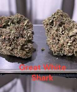 GREAT WHITE SHARK 28g OZ SATIVA ON SALE 25%THC