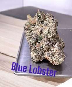 BLUE LOBSTER 3.5g ON SALE HYBRID AWARD WINNING BATCH LIMITED 🔥🔥🔥37%THC