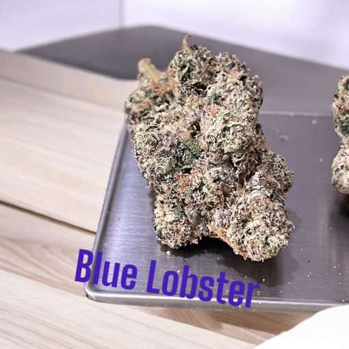 BLUE LOBSTER 3.5g ON SALE HYBRID AWARD WINNING BATCH LIMITED 🔥🔥🔥37%THC