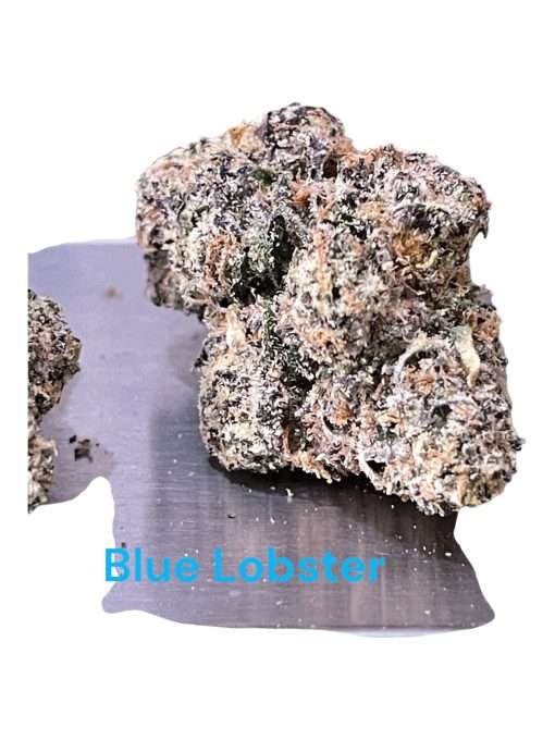 BLUE LOBSTER 3.5g ON SALE HYBRID AWARD WINNING BATCH LIMITED 🔥🔥🔥37%THC