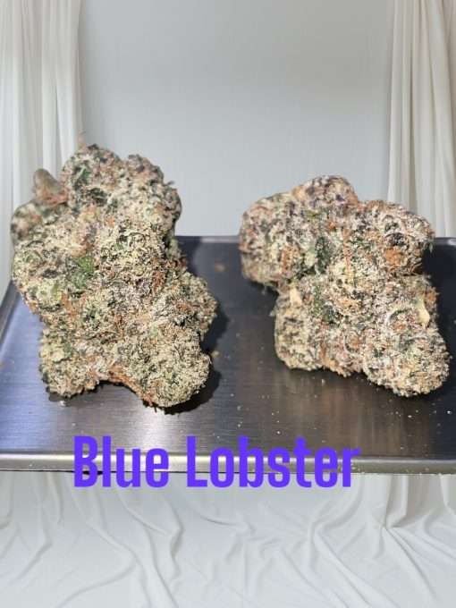 BLUE LOBSTER 3.5g ON SALE HYBRID AWARD WINNING BATCH LIMITED 🔥🔥🔥37%THC